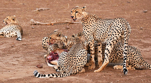 Mashatu game reserve : learning to kill