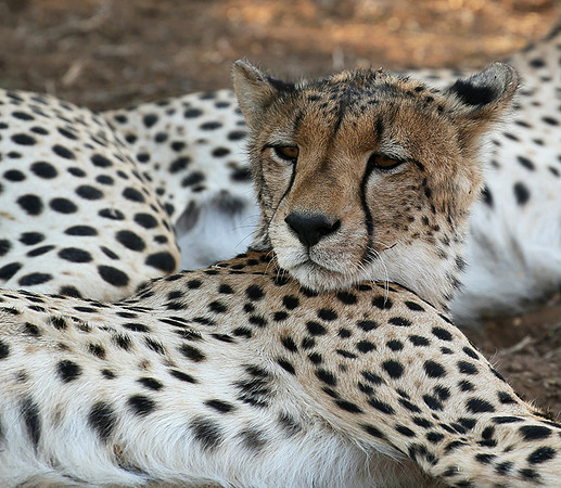 Mashatu game reserve