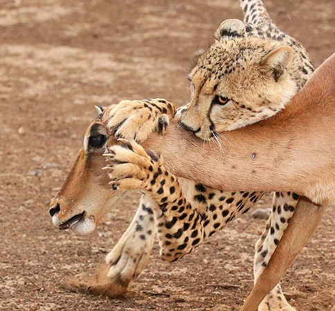 Mashatu game reserve : learning to kill