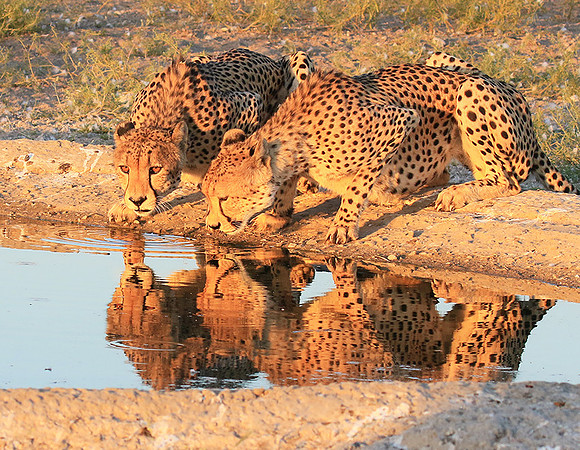 Central Kalahari