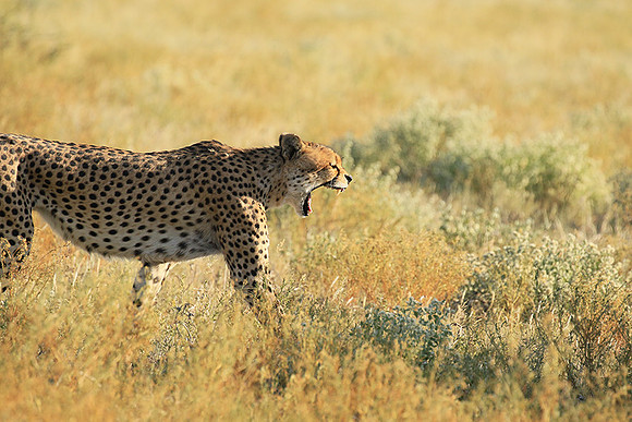 Central Kalahari