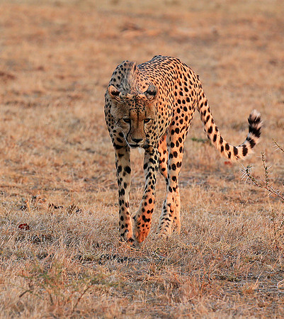 At Mashatu game reserve