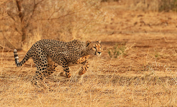 Mashatu game reserve