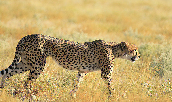 Central Kalahari