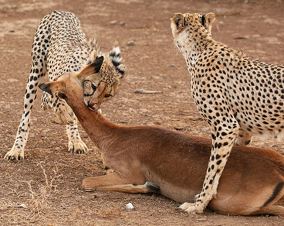 Mashatu game reserve : learning to kill