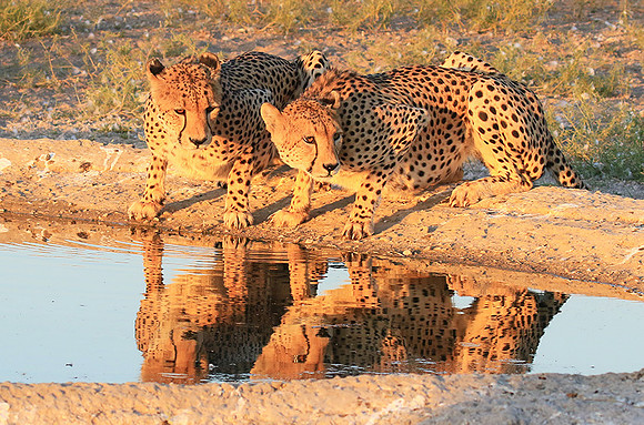 Central Kalahari