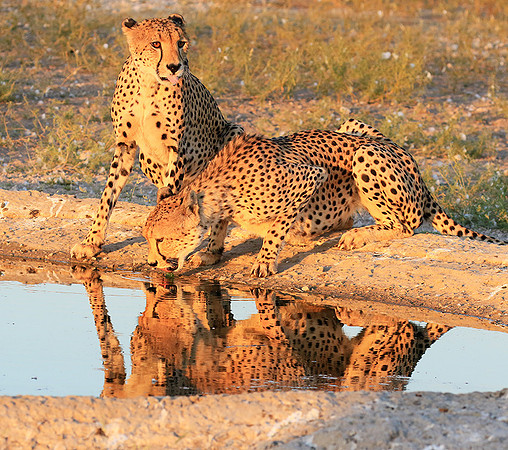 Central Kalahari