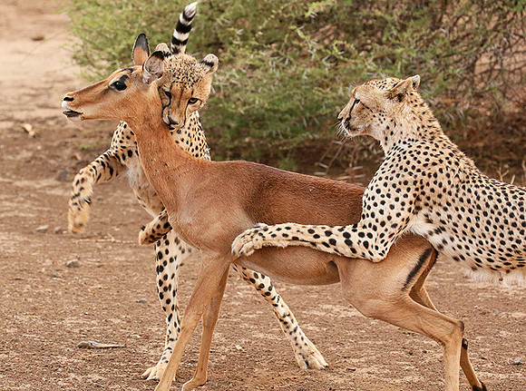 Mashatu game reserve : learning to kill