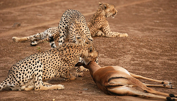 Mashatu game reserve : learning to kill