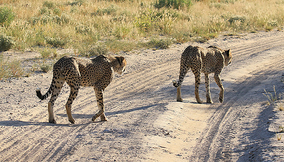 Central Kalahari