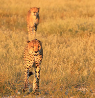 Central Kalahari