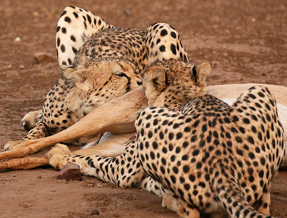 Mashatu game reserve : learning to kill
