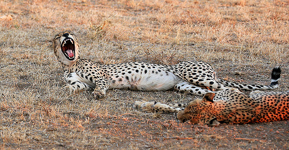 Mashatu game reserve