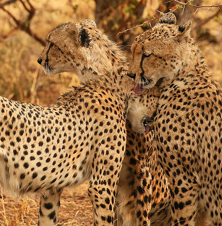 Cheetahs licking the raindrops from each other - Mashatu game reserve