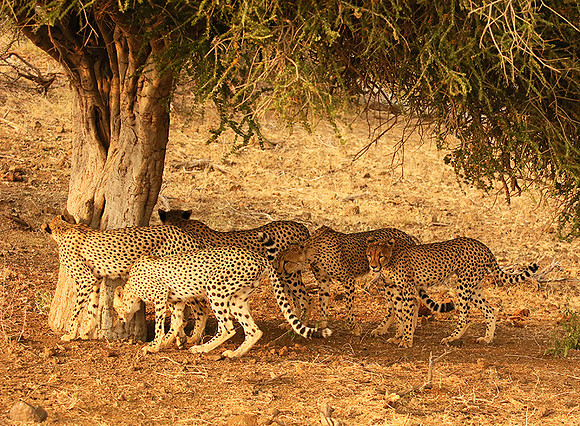 Marking the territory at Mashatu game reserve