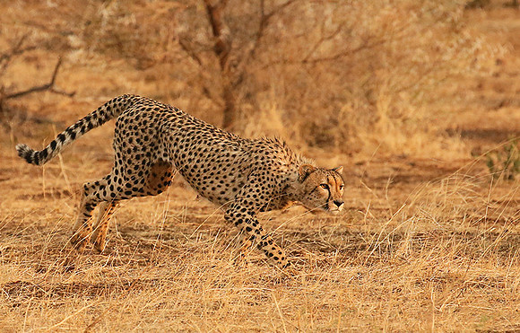 Mashatu game reserve