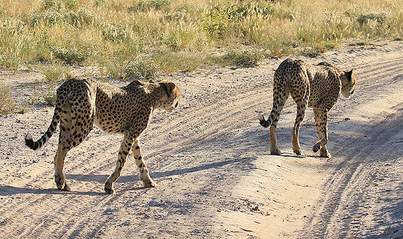 Central Kalahari