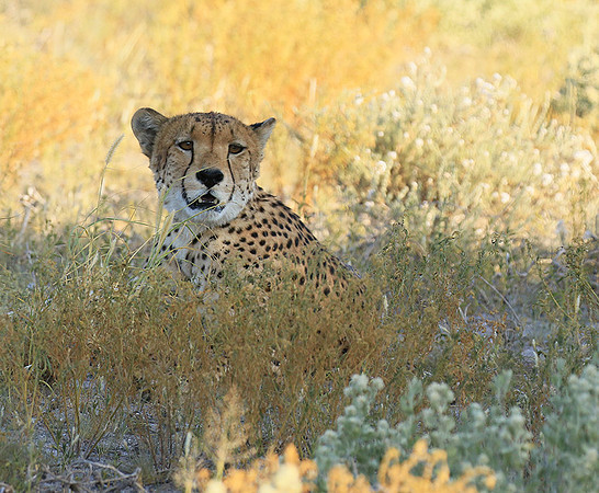 Central Kalahari
