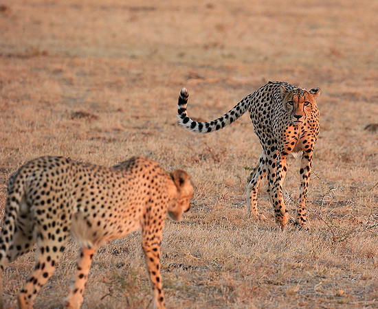At Mashatu game reserve