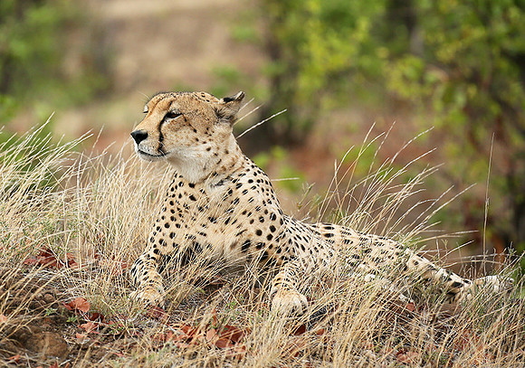 Cheetah taking a rest at Mashatu game reserve