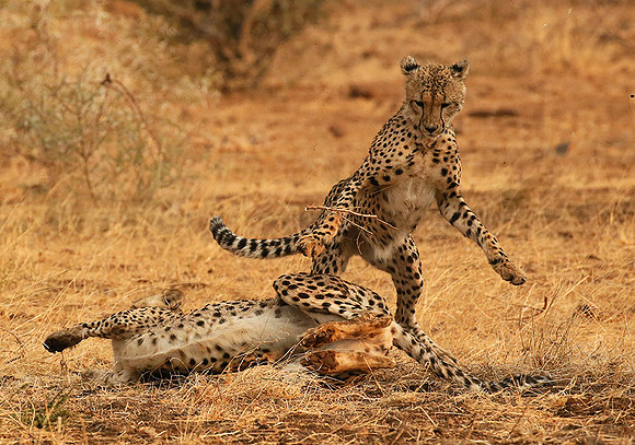 Playing time at Mashatu game reserve
