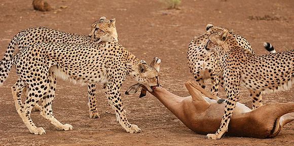 Mashatu game reserve : learning to kill