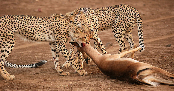 Mashatu game reserve : learning to kill