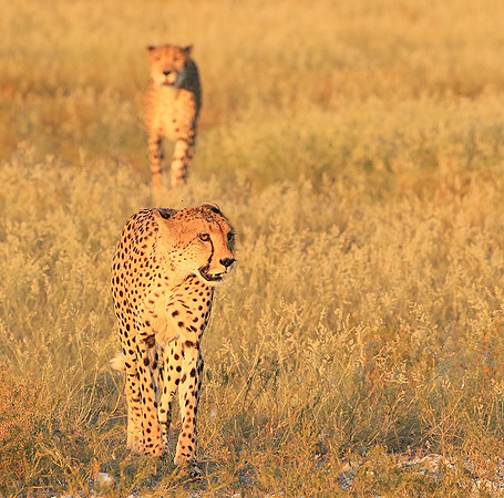 Central Kalahari