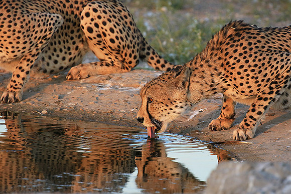 Central Kalahari