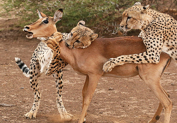 Mashatu game reserve : learning to kill