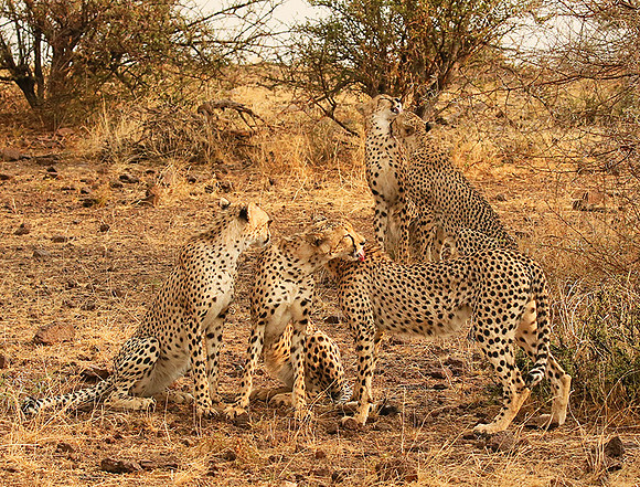 Cheetahs licking the raindrops from each other - Mashatu game reserve