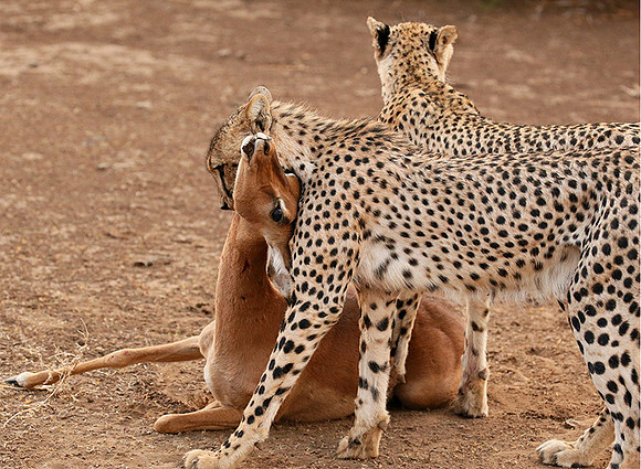 Mashatu game reserve : learning to kill