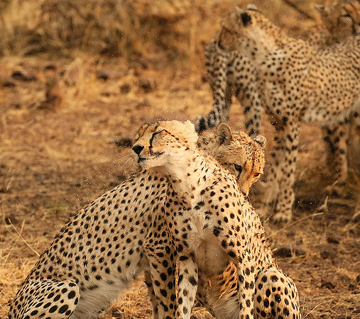 Cheetahs licking the raindrops from each other - Mashatu game reserve