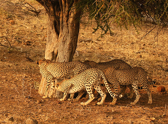 Marking the territory at Mashatu game reserve