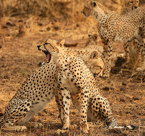 Cheetahs licking the raindrops from each other - Mashatu game reserve