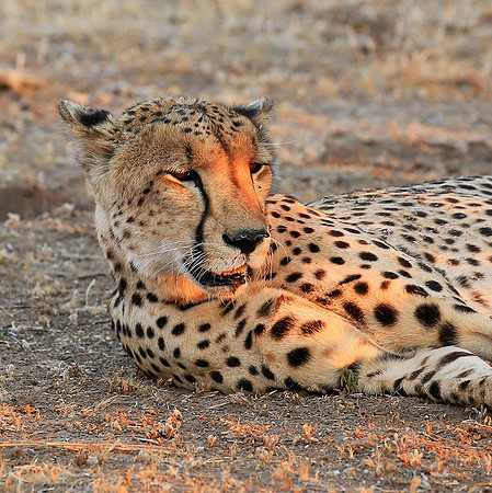 Mashatu game reserve