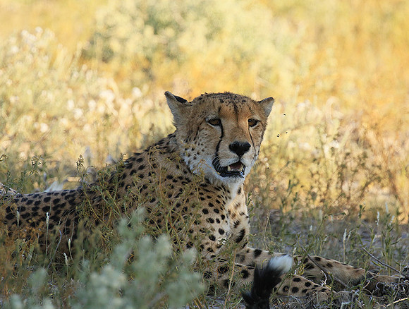 Central Kalahari