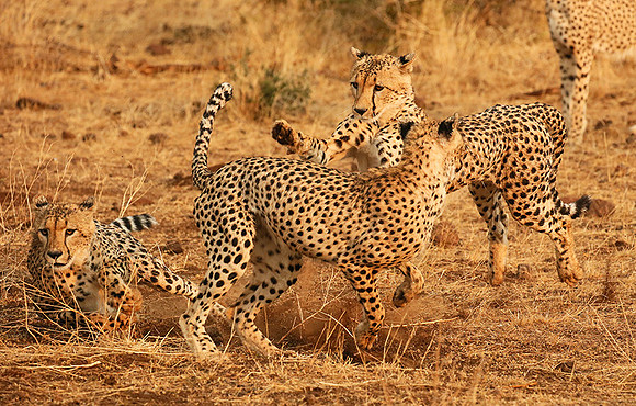Playing time at Mashatu game reserve