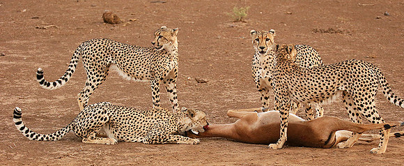 Mashatu game reserve : learning to kill