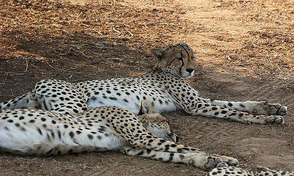 Mashatu game reserve