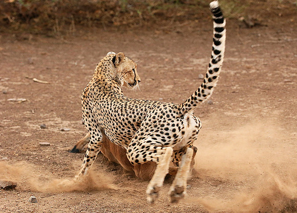 Mashatu game reserve : learning to kill