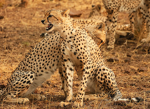 Cheetahs licking the raindrops from each other - Mashatu game reserve