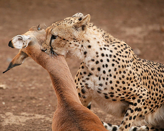 Mashatu game reserve : learning to kill