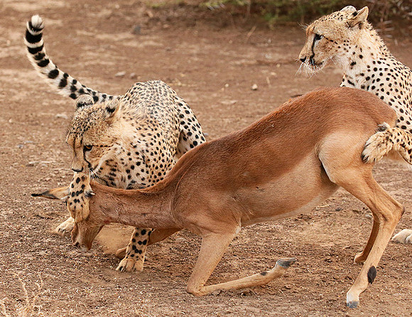 Mashatu game reserve : learning to kill