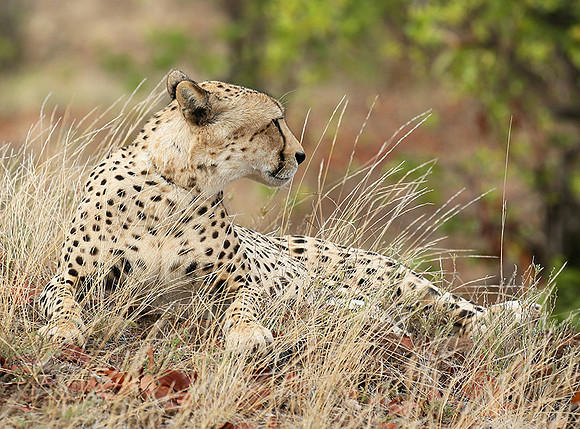 Cheetah taking a rest at Mashatu game reserve
