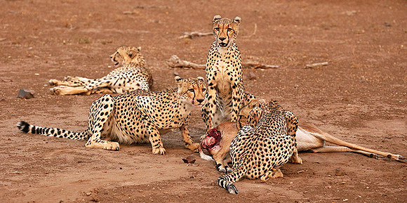 Mashatu game reserve : learning to kill