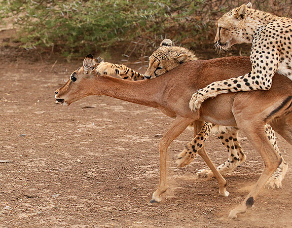 Mashatu game reserve : learning to kill