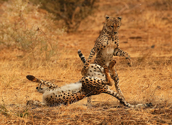 Playing time at Mashatu game reserve