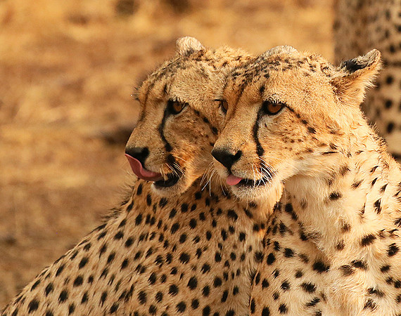 Cheetahs licking the raindrops from each other - Mashatu game reserve