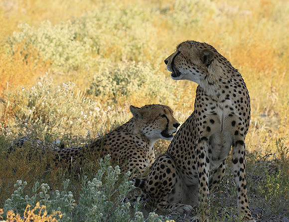 Central Kalahari